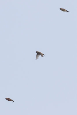 Red Crossbill / Kruisbek