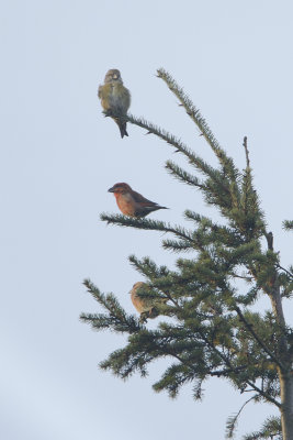Red Crossbill / Kruisbek