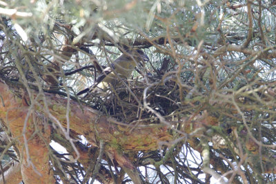 Red Crossbill / Kruisbek