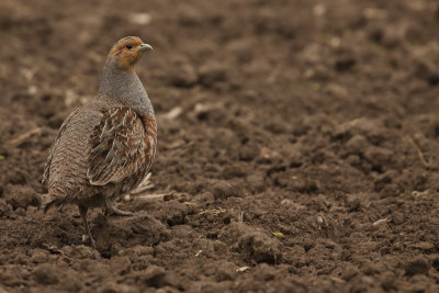 Grey Partridge / Patrijs