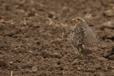 Grey Partridge / Patrijs