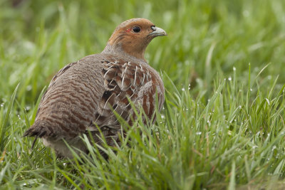 Grey Partridge / Patrijs