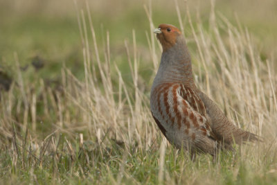 Grey Partridge / Patrijs
