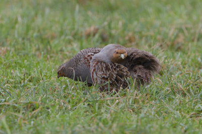 Grey Partridge / Patrijs