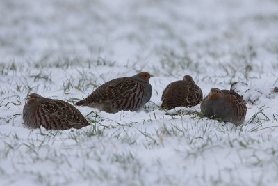 Grey Partridge / Patrijs
