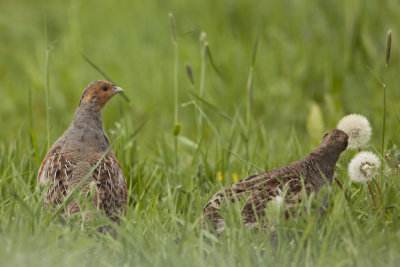 Grey Partridge / Patrijs