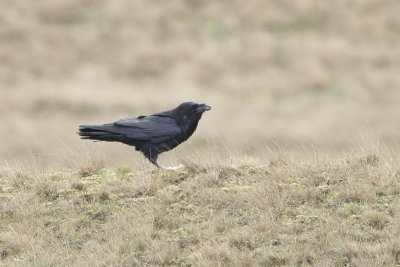 Northern Raven / Raaf