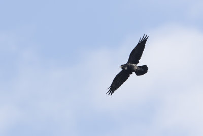 Northern Raven / Raaf