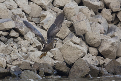 European Shag / Kuifaalscholver