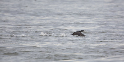 European Shag / Kuifaalscholver