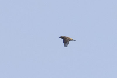 Red Crossbill / Kruisbek
