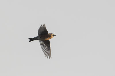 Red Crossbill / Kruisbek