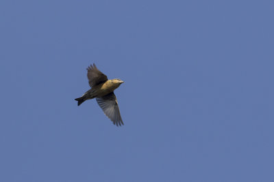 Red Crossbill / Kruisbek