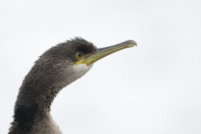 European Shag / Kuifaalscholver