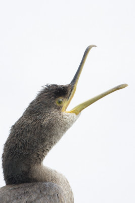 European Shag / Kuifaalscholver
