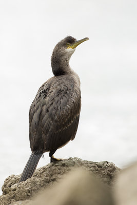 European Shag / Kuifaalscholver