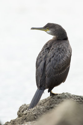 European Shag / Kuifaalscholver
