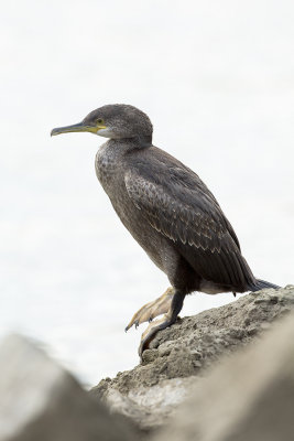 European Shag / Kuifaalscholver