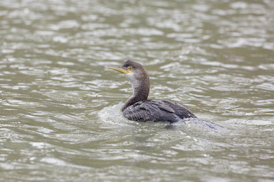 European Shag / Kuifaalscholver