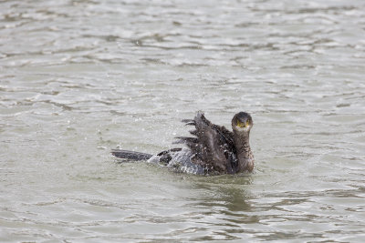 European Shag / Kuifaalscholver