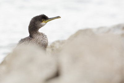 European Shag / Kuifaalscholver