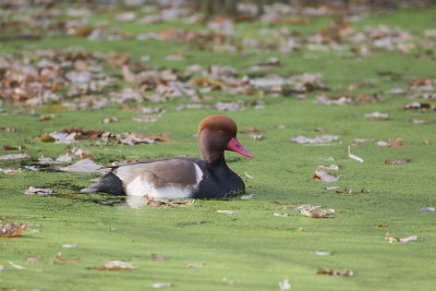 Red-crested Pochard / Krooneend