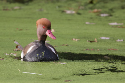Red-crested Pochard / Krooneend