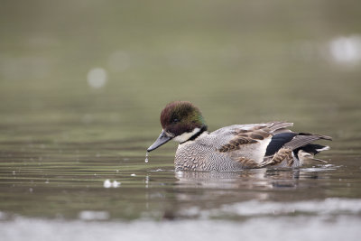 Falcated Duck / Bronskopeend