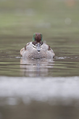 Falcated Duck / Bronskopeend