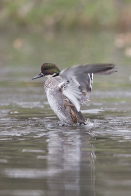 Falcated Duck / Bronskopeend