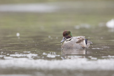Falcated Duck / Bronskopeend