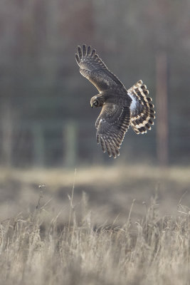 Hen Harrier / Blauwe Kiekendief