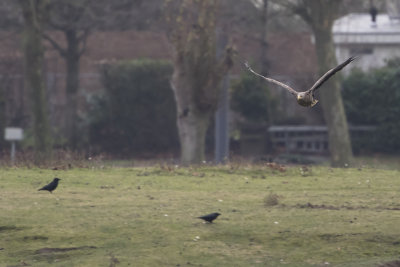 White-tailed Eagle / Zeearend