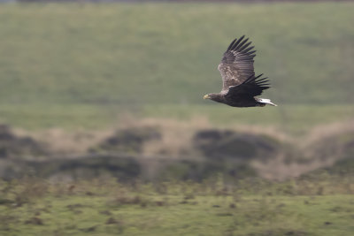 White-tailed Eagle / Zeearend