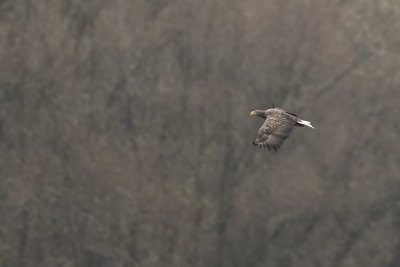 White-tailed Eagle / Zeearend