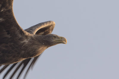 White-tailed Eagle / Zeearend