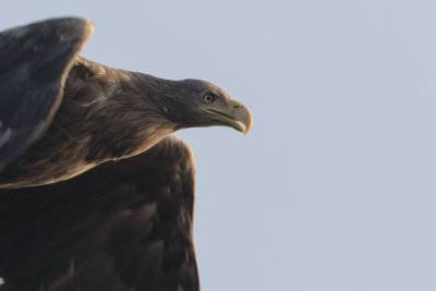 White-tailed Eagle / Zeearend