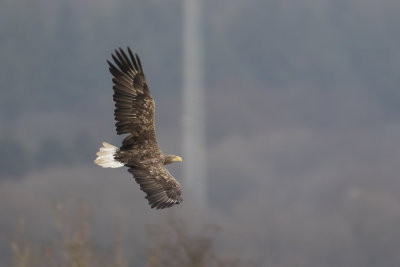 White-tailed Eagle / Zeearend
