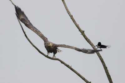 White-tailed Eagle / Zeearend