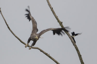 White-tailed Eagle / Zeearend