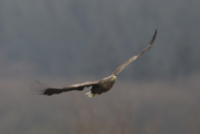 White-tailed Eagle / Zeearend