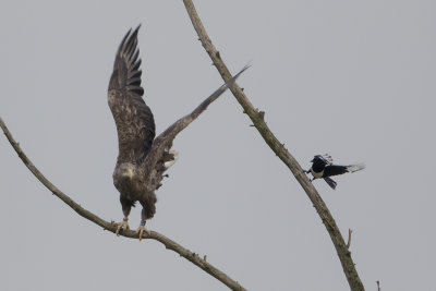 White-tailed Eagle / Zeearend