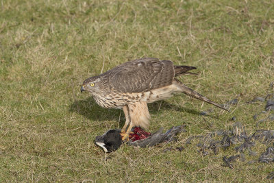 Northern Goshawk / Havik