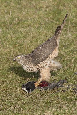 Northern Goshawk / Havik