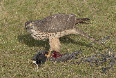 Northern Goshawk / Havik