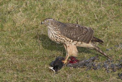 Northern Goshawk / Havik