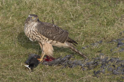 Northern Goshawk / Havik