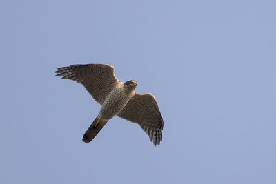 Northern Goshawk / Havik