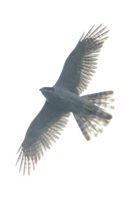 Northern Goshawk / Havik