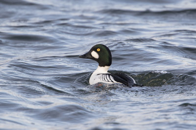 Common Goldeneye / Brilduiker